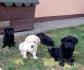 LABRADOR RETRIVER