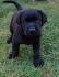 LABRADOR RETRIVER