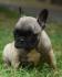 Francuski buldog