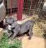 Cane Corso štenci, izvrsnog porekla