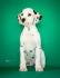 Dalmatinski pas, štenad iz odgajivačnice MEDIOLANUM iz Niša