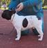 Francuski buldog,izlozbeni potencijal