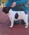 Francuski buldog,izlozbeni potencijal