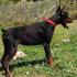 U ponudi štenci DOBERMANA,  starosti od 3-7 meseci,