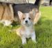 Welsh Corgi Pembroke štenci