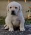 Labrador retriver, stenci