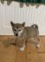 Shiba inu stenci