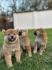 Shiba Inu štenci