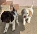 Lagotto Romagnolo štenci