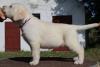 LABRADOR RETRIVER štenci