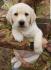 Labrador retriver, stenci