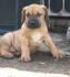 Presa Canario štenci