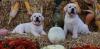 Labrador Retriver TOP PONUDA