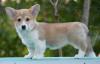 Velski korgi/Welsh Corgi Pembroke