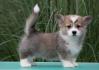 Velski korgi/Welsh Corgi Pembroke