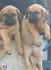 Presa Canario štenci