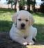 LABRADOR RETRIVER štenci