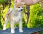 Akita Inu
