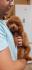 Toy pudla