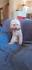 Toy pudla