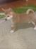 Shiba inu stenci