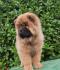 Čau Čau (Chow chow) štenci