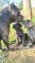 CANE CORSO prelepi štenci