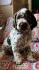 Lagotto Romagnolo štenci