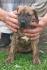 Presa Canario štenci