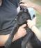 Cane Corso štenci