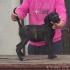 Cane Corso oba pola starost 3,5 meseca