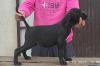Cane Corso oba pola starost 3,5 meseca