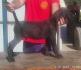 Cane Corso oba pola starost 3,5 meseca