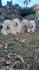 CHOW CHOW CAU CAU