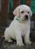 LABRADOR RETRIVER štenci