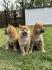 Shiba Inu štenci