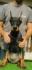 Doberman štenci