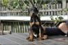 Doberman štenci
