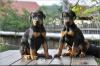 Doberman štenci