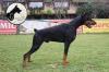 Doberman štenci