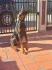 Doberman zenka od vrhunskih roditelj,stara 6 meseci