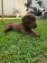 Labrador retriver stenci