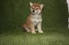 Shiba Inu stenci