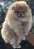 Pomeranci, Pomeranian, Boo stenci
