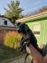 Stenci Cane Corsa