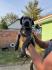 Stenci Cane Corsa