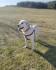 Štenci labrador retrivera