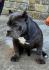 American bully štenci