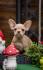 Francuski Buldog Exotic