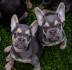 Francuski Buldog Exotic